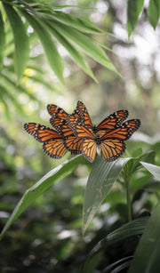 butterfly  garden flag ,garden  Yard Flag Double Sided,  12*18  butterfly  Garden Flag